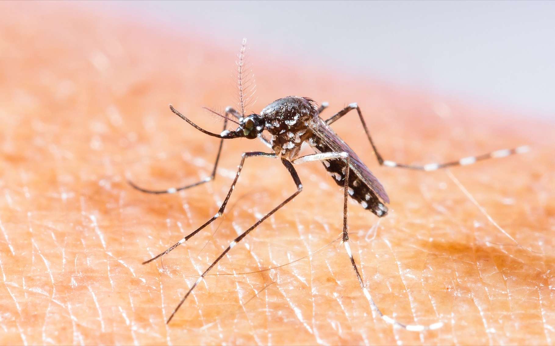 Le moustique-tigre peut être vecteur du virus Zika. © Smith1972, Shutterstock