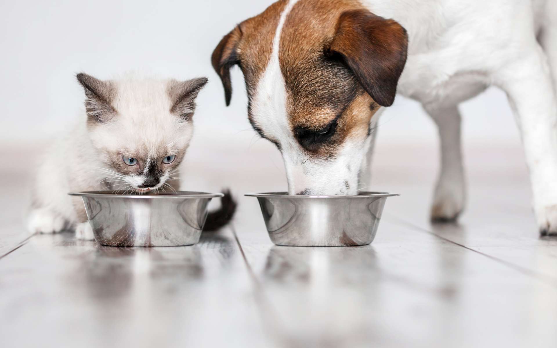 Aliments pour chats et chiens : quelles alternatives éco-responsables et bonnes pour leur santé ?