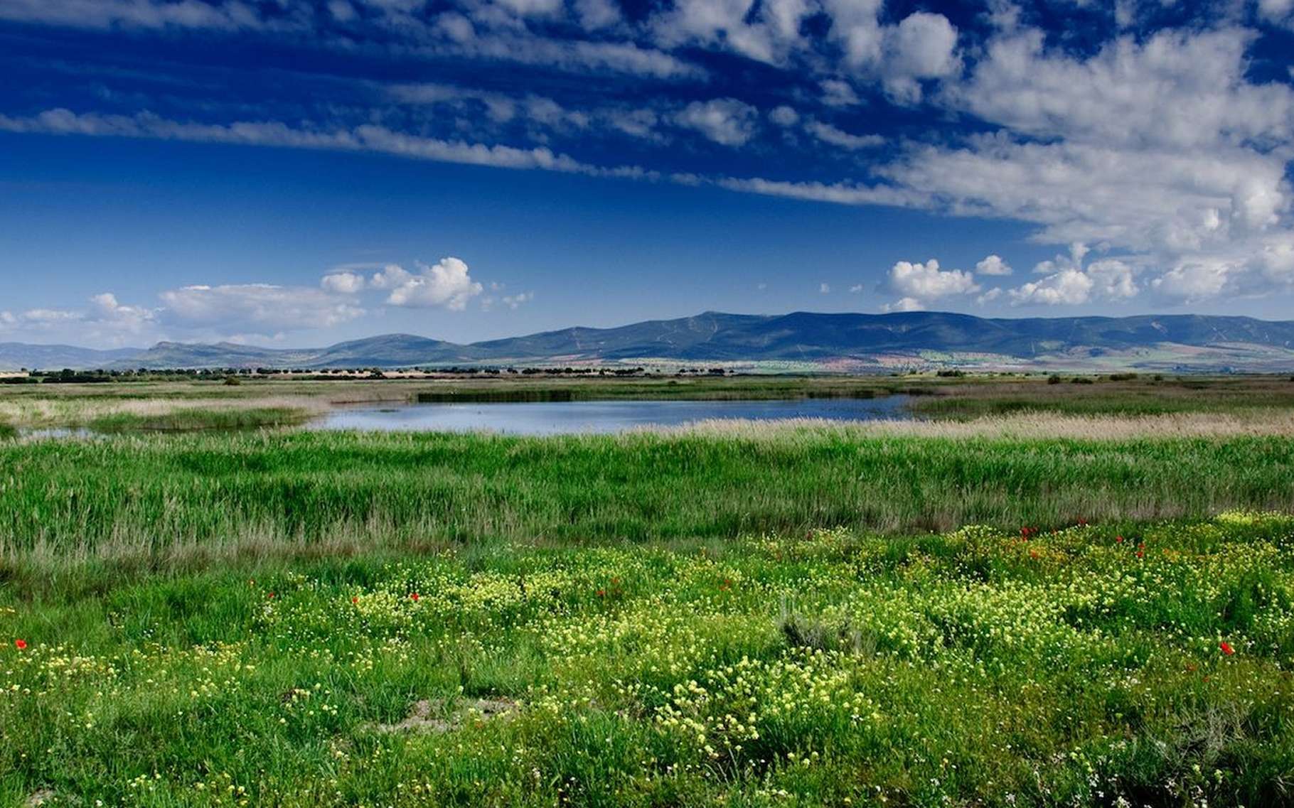 Les prairies font partie des biomes qui souffriraient le plus des activités humaines. Ici, une prairie dans le Parc national des Tablas de Daimiel, en Espagne. © yannboix, Flickr, CC by 2.0