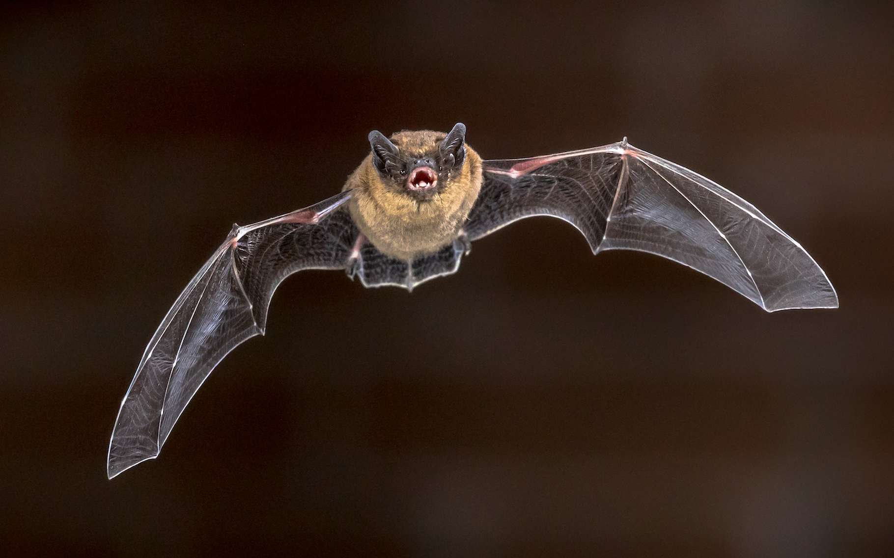 Les fermes solaires menacent-elles les chauve-souris ? « Une découverte préoccupante »