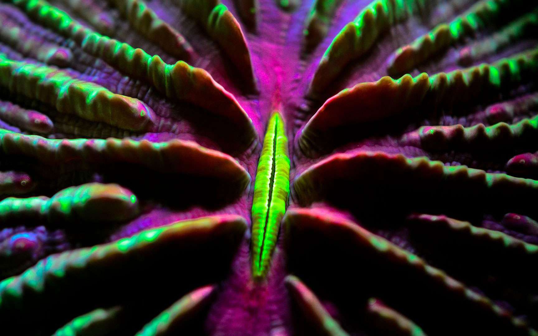 Un corail champignon capable de se déplacer. Fungia scutaria est un corail dur formé d’un seul polype et capable de se déplacer. Tous droits réservés, Reproduction interdite. © Guillaume Holzer, Coral Guardian