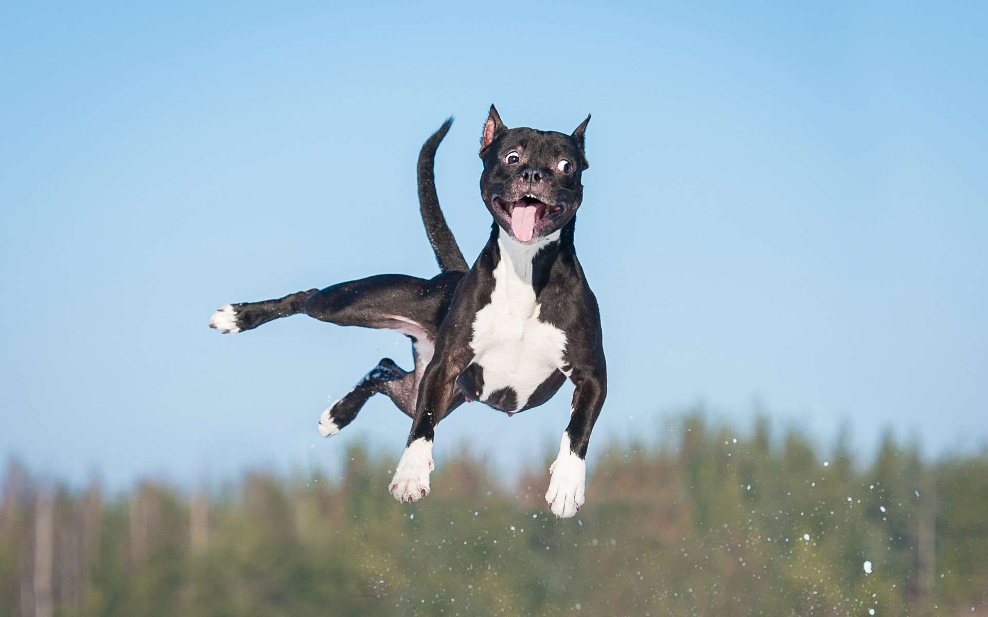 Les chiens font aussi une crise d'adolescence