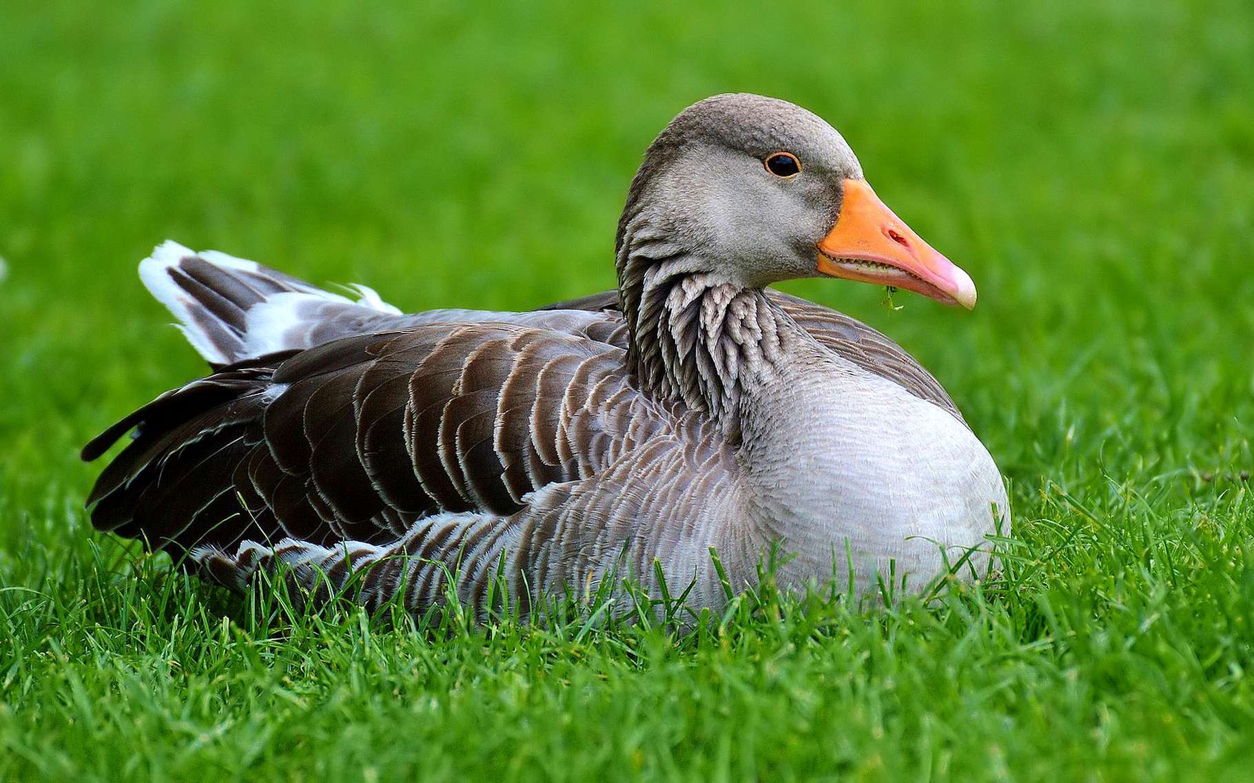 Grippe aviaire : prévention et vaccination | Dossier