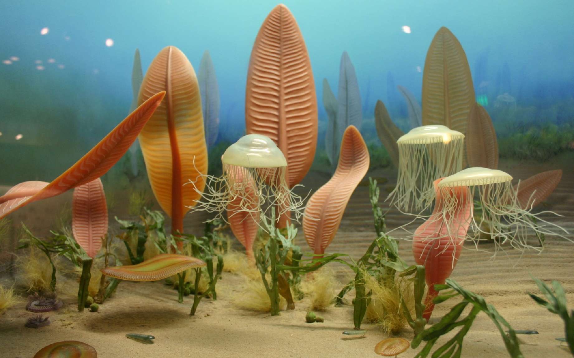 Il y a 550 millions d'années, la vie faisait face à sa toute première extinction de masse