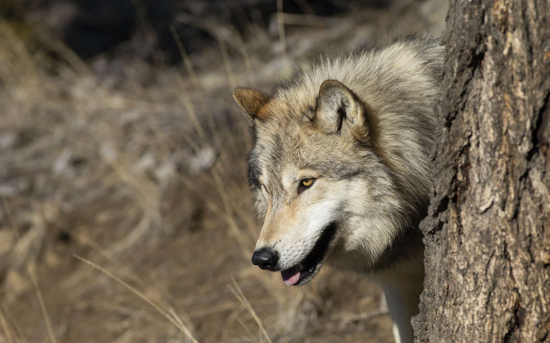 Comment le rewilding, ou réensauvagement, peut atténuer le réchauffement climatique