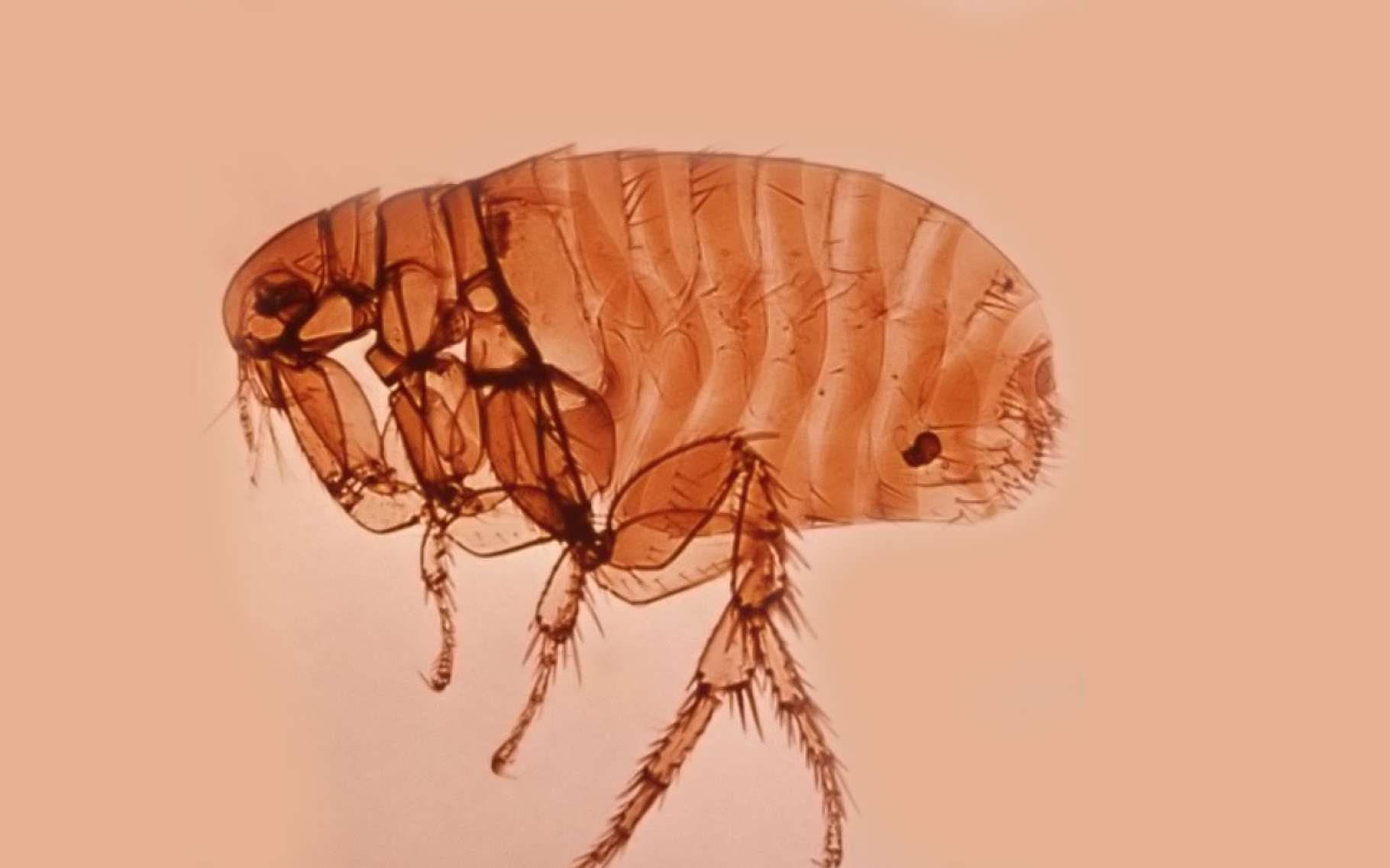 Le Typhus Une Maladie Portee Par Les Rats Dossier