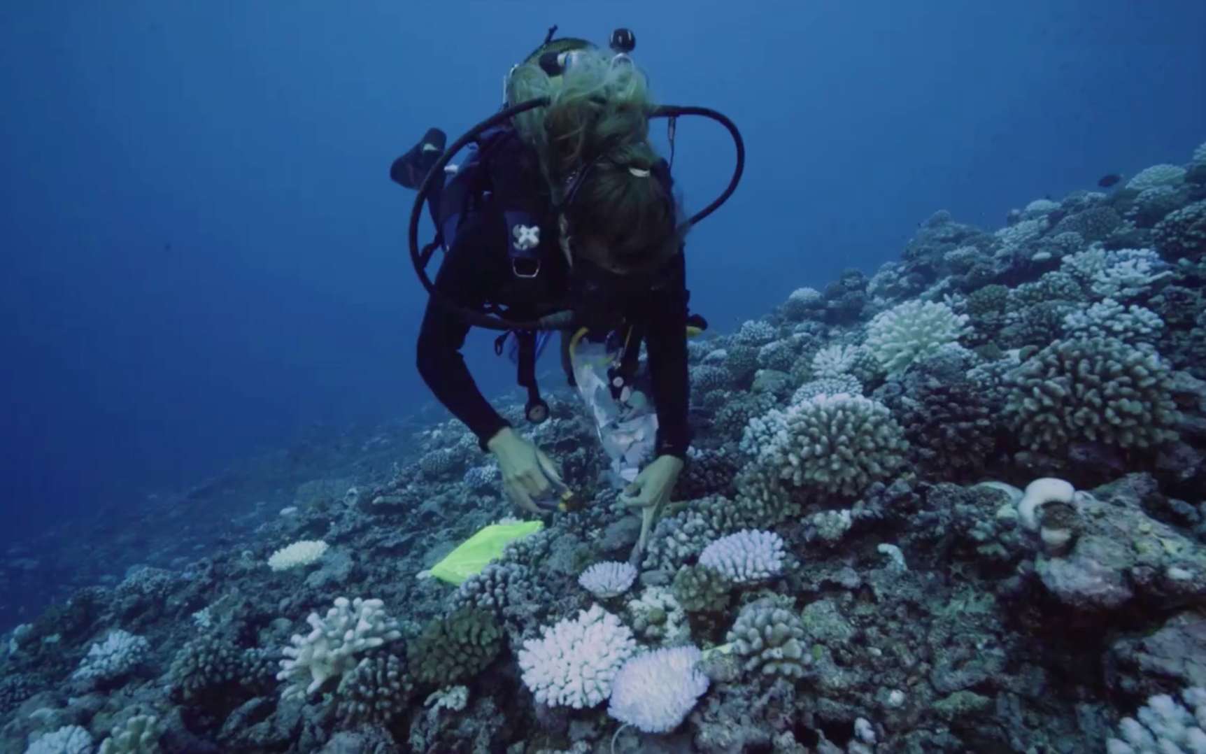 Vidéo : la vie sous-marine prospère malgré le réchauffement des océans