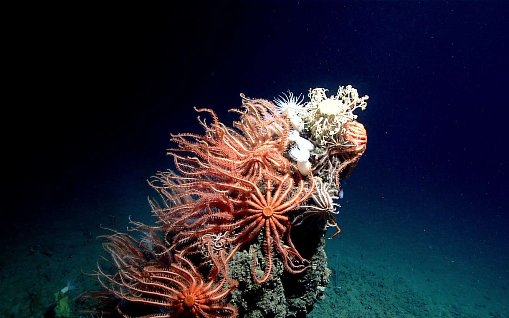 Une étrange faune des abysses a été découverte au fond du golfe du Mexique. Ici, un groupe d'étoiles de mer orange, très particulières, des brisingidés. Tout en haut, blanche, une ophiure, elle aussi particulière, appelée « étoile gorgonocéphale ». © NOAA Office of Ocean Exploration and Research, Gulf of Mexico 2017