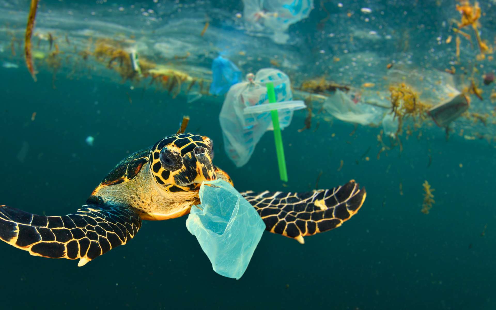 Pourquoi il est urgent de réduire drastiquement la pollution plastique partout dans le monde