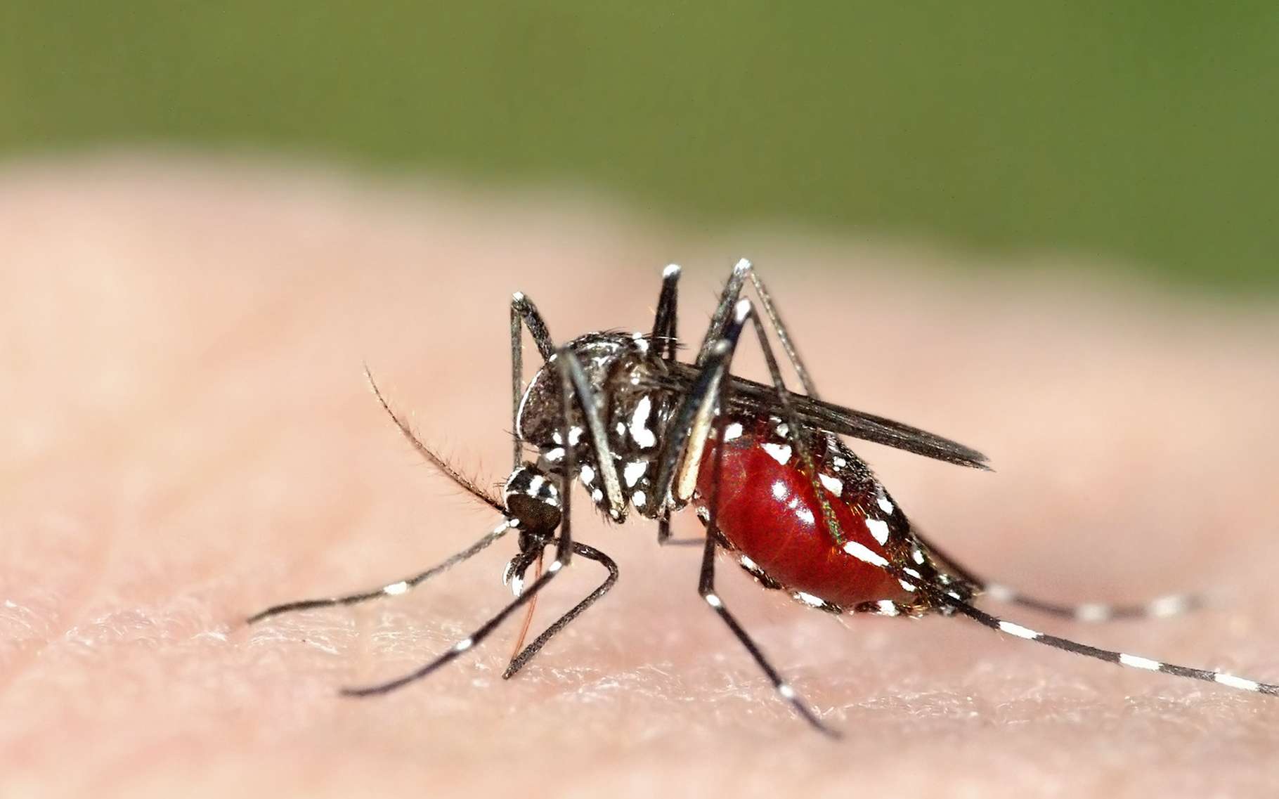 Le Plasmodium touche particulièrement des enfants en Afrique, d’où la nécessité de les protéger des piqûres de moustique notamment du moustique-tigre. © Marco Uliana, Shutterstock