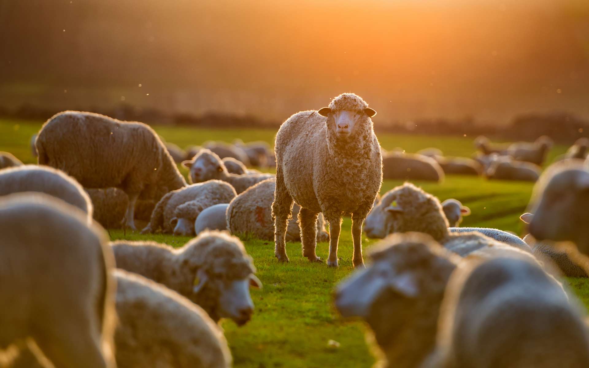 L'étonnante intelligence collective des troupeaux de moutons