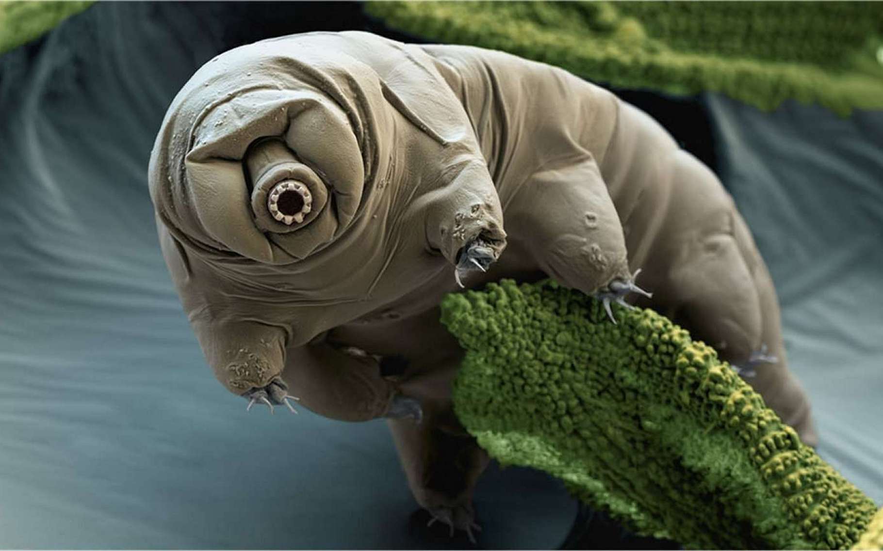 Tardigrade vu au microscope. © Eye of Science