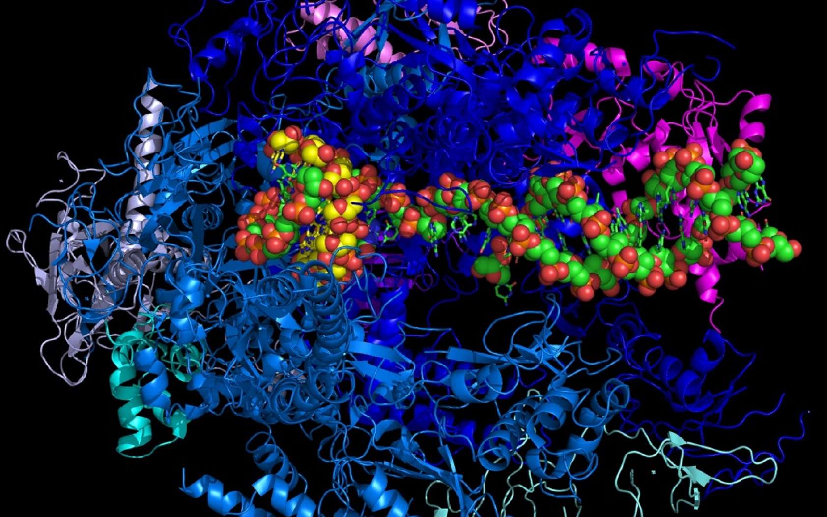 Dans cette modélisation de l’ARN polymérase II, l’ARN apparaît en jaune et l’ADN en vert. © fdardel, Wikipedia, CC BY-SA 3.0
