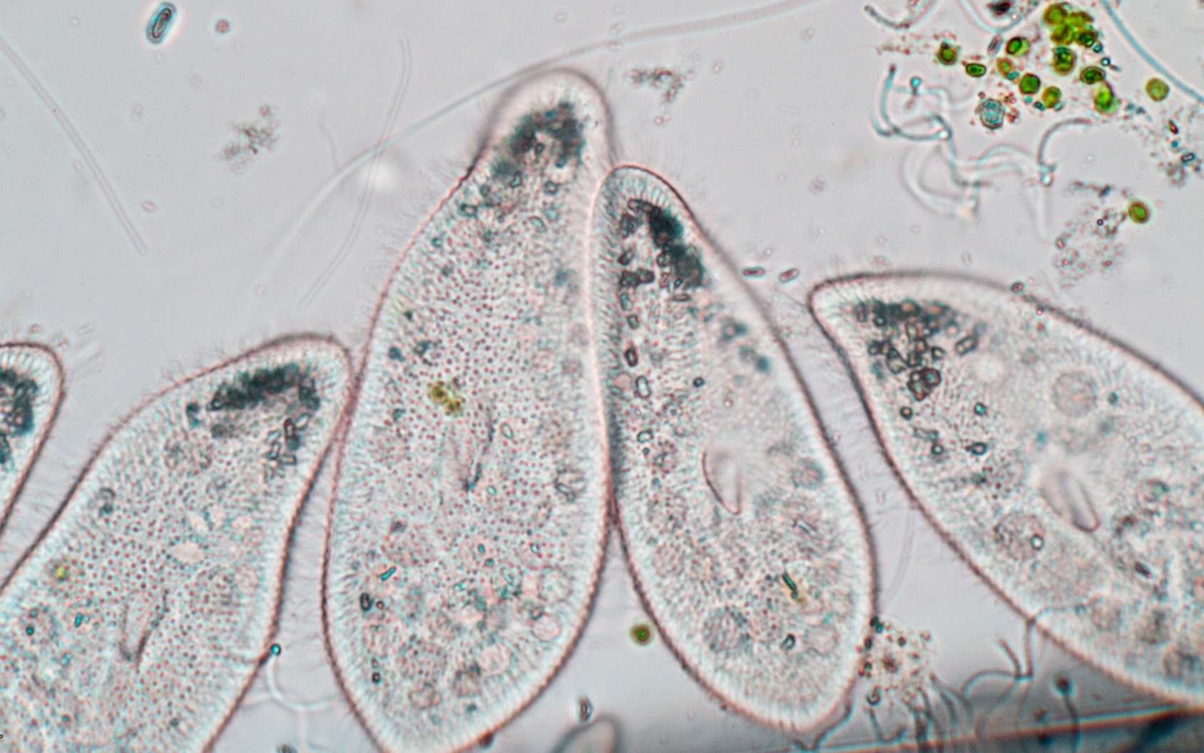 La paramécie Paramecium caudatum est un protozoaire cilié. © sinhyu, Fotolia