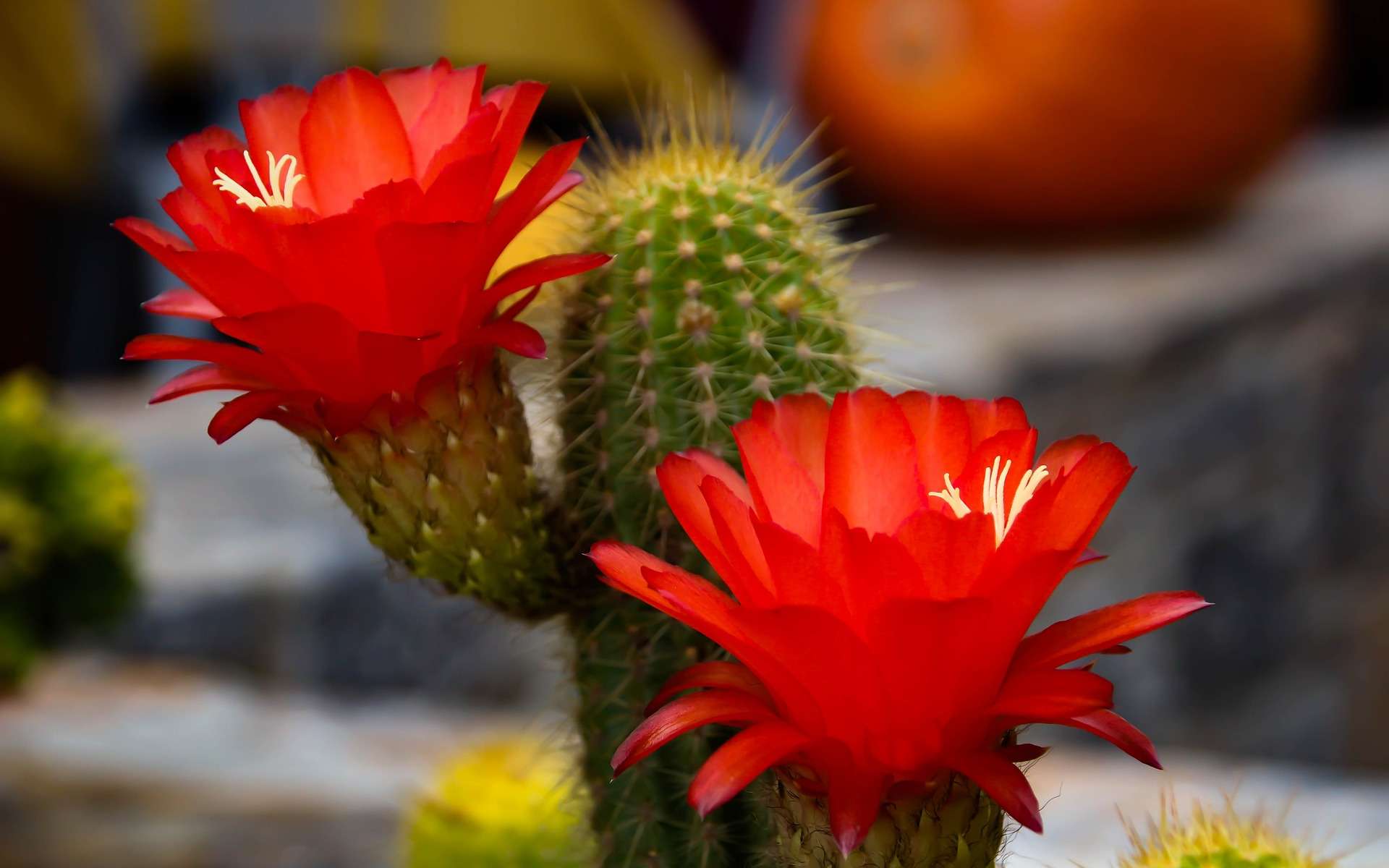 Le froid fait entrer les cactus en repos végétatif, une phase indispensable pour leur permettre de fleurir au printemps. © GermansLat, Pixabay