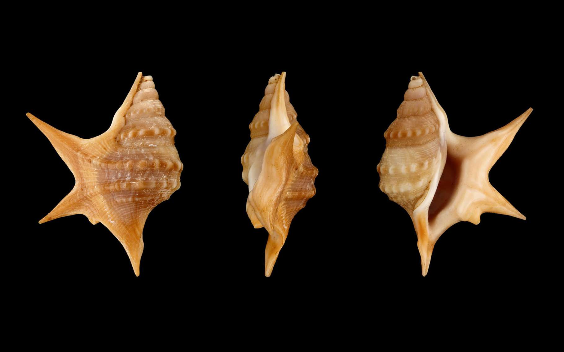 La protection par la morphologie de la coquille | Dossier