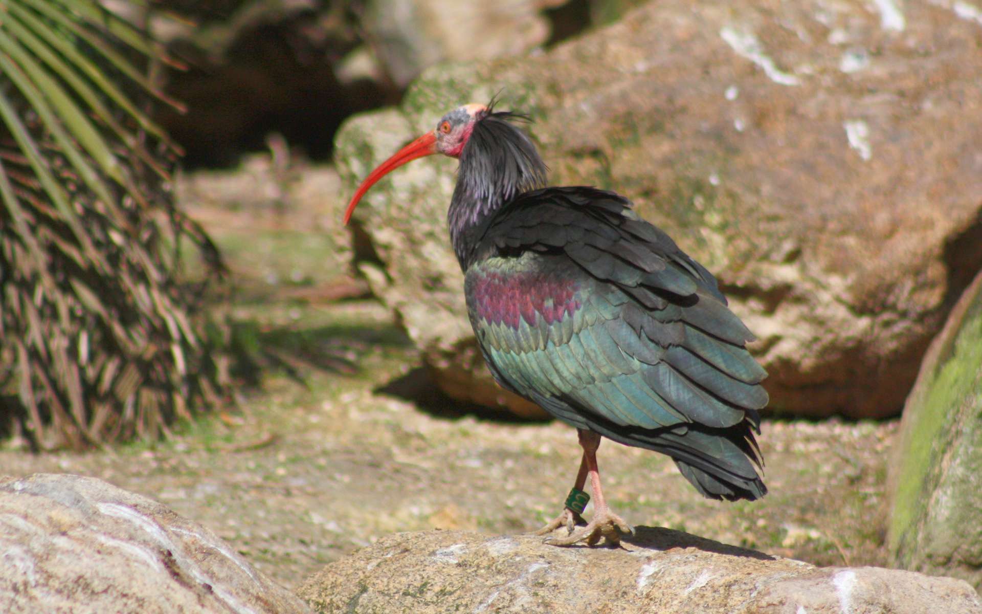 L'ibis chauve peut parfois être confondu avec l'ibis falcinelle dont il partage l'aire de distribution. © Patrick Straub