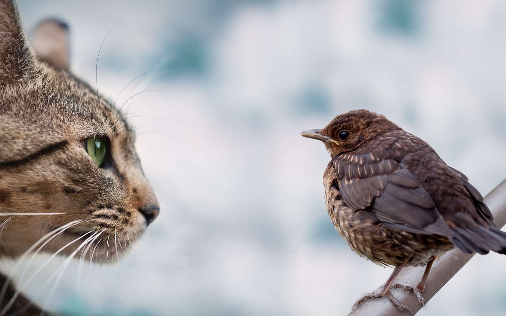 Comment faire pour que votre chat ait moins d'impact sur la biodiversité ?