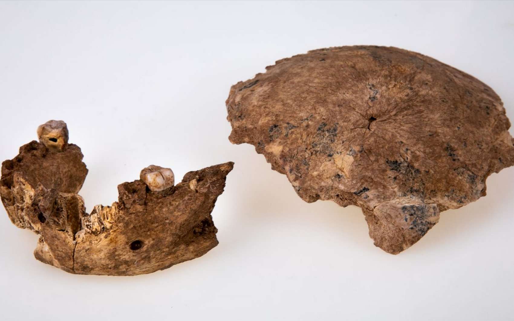 La découverte d'un fossile appartenant à un nouveau type humain en Israël suggère que les Néandertaliens européens sont originaires du Proche-Orient. © Université de Tel Aviv