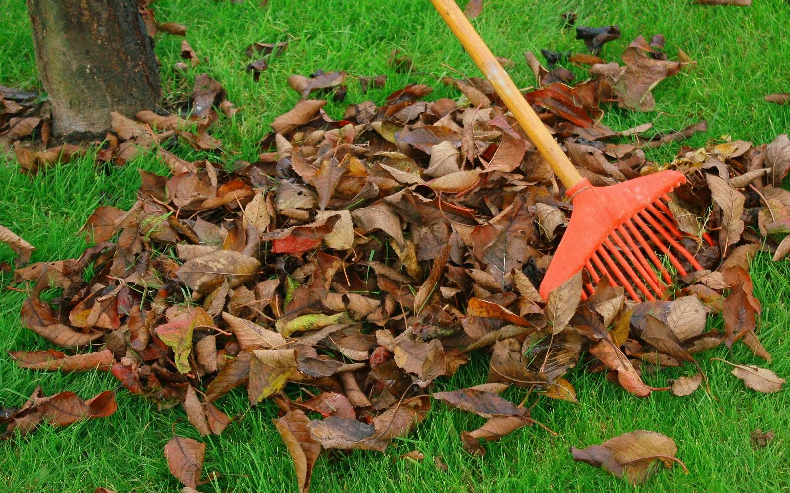 Recyclez les feuilles mortes de votre jardin ! – Smicval