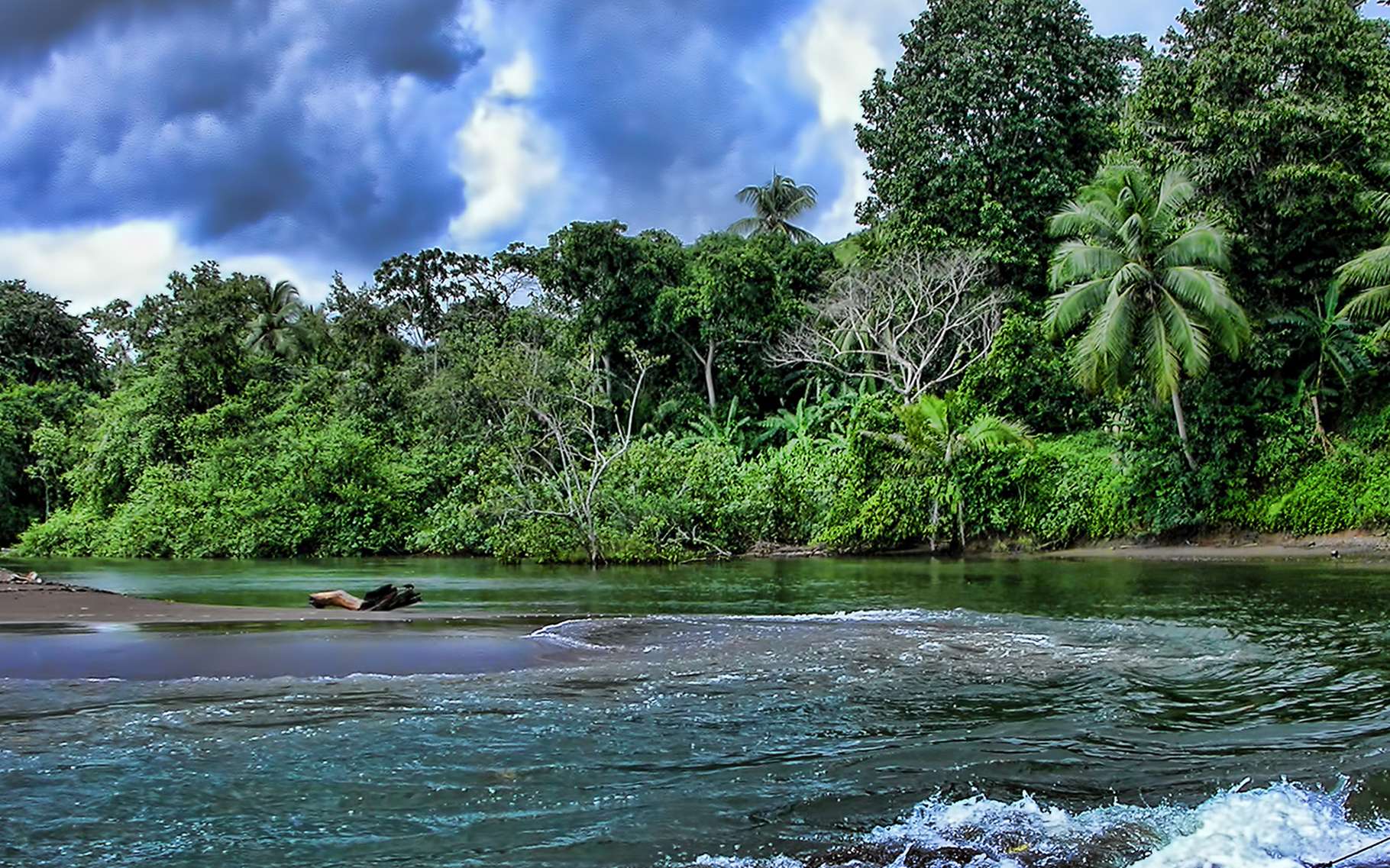 La forêt tropicale et sa biodiversité | Dossier