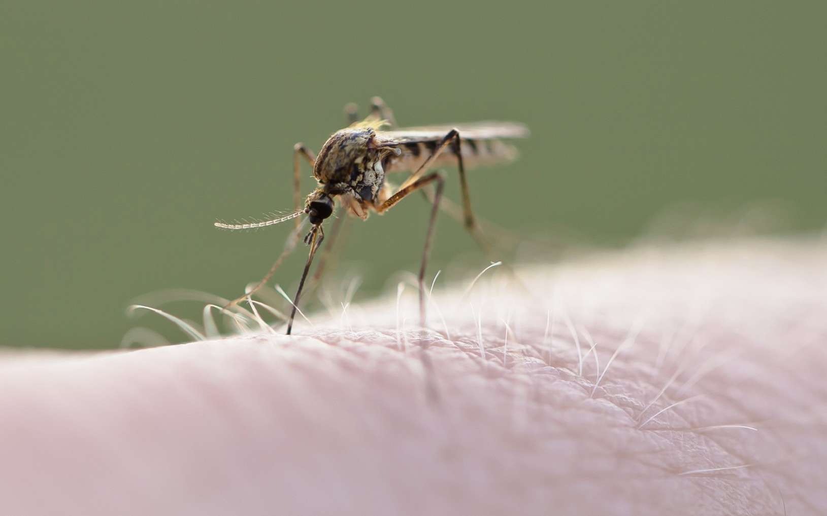 Le moustique Culex pipiens peut transmettre le virus Usutu. © JCG, Fotolia