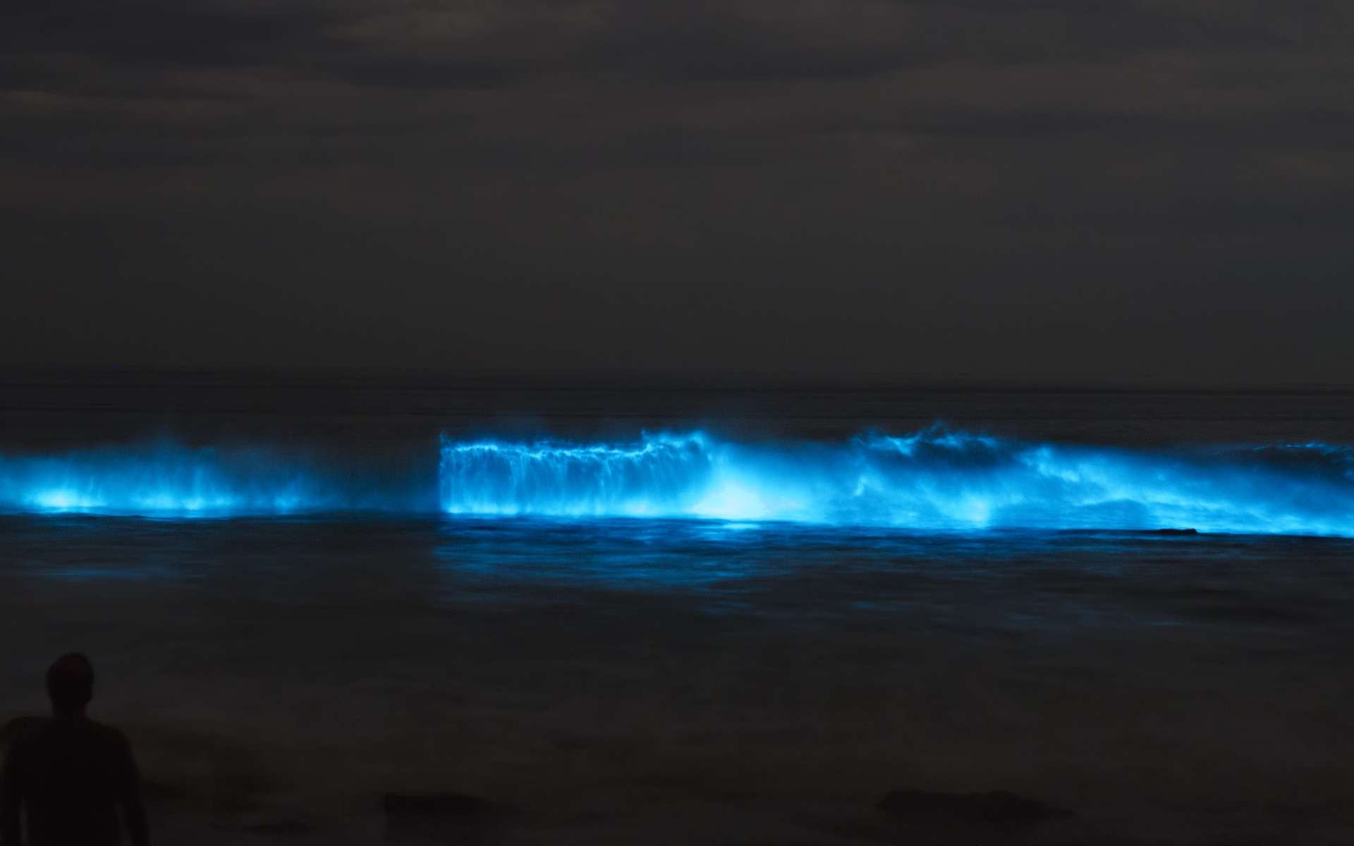 Une vague bioluminescente près du rivage. © EcaterinaLeonte, Adobe Stock