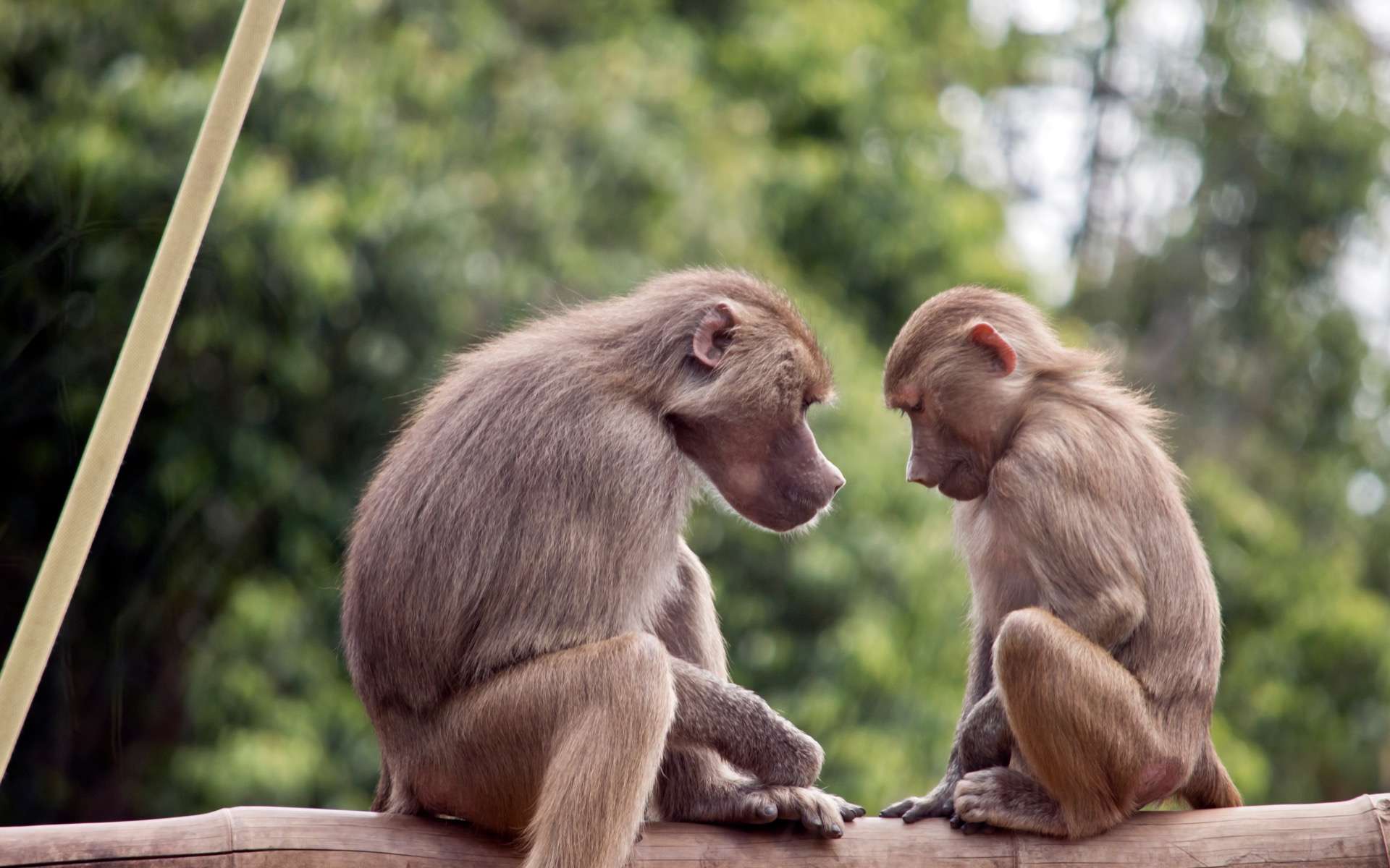 La clé des origines du langage humain se cache-t-elle dans le cerveau des singes ?
