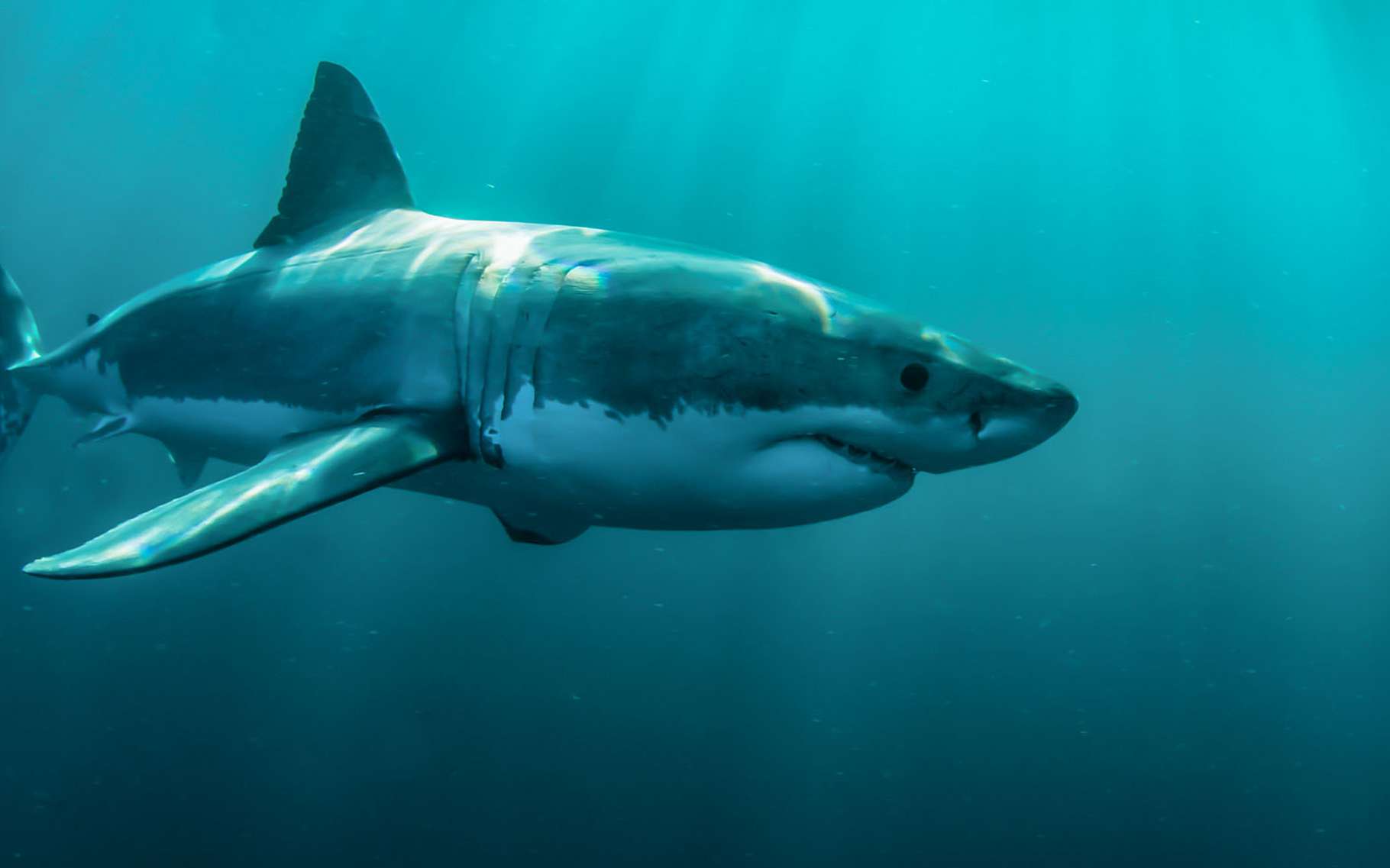 Le Grand requin blanc évolue dans des eaux peu profondes. Il a le ventre blanc, d'où son nom. © Steven Surina, tous droits réservés
