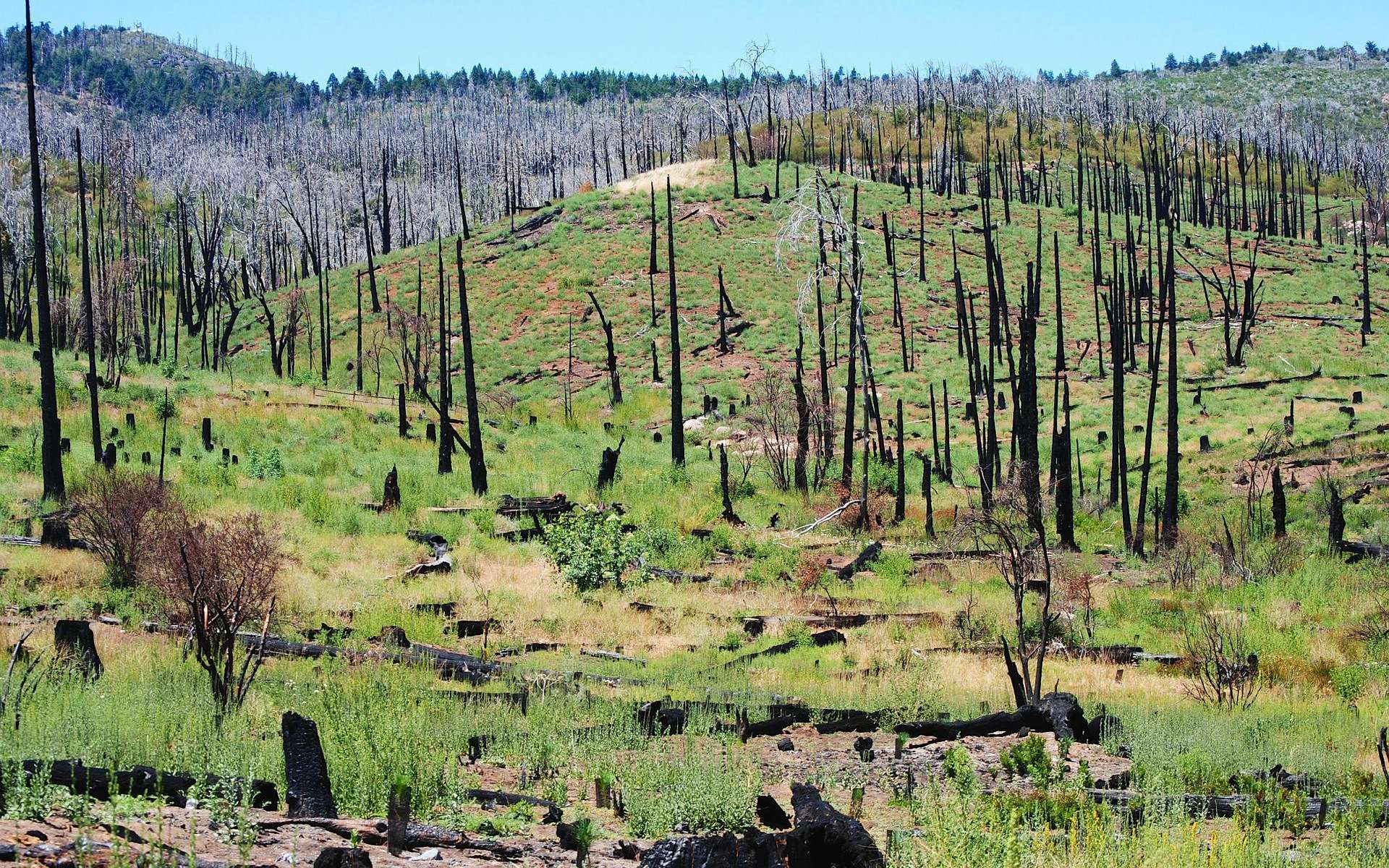 La disparition des arbres en Californie se poursuit d'année en année. En cause, des incendies, la hausse des températures, les coupes et aussi la prolifération de petits coléoptères, les bark beetles. © Theresamcgee, Pixabay