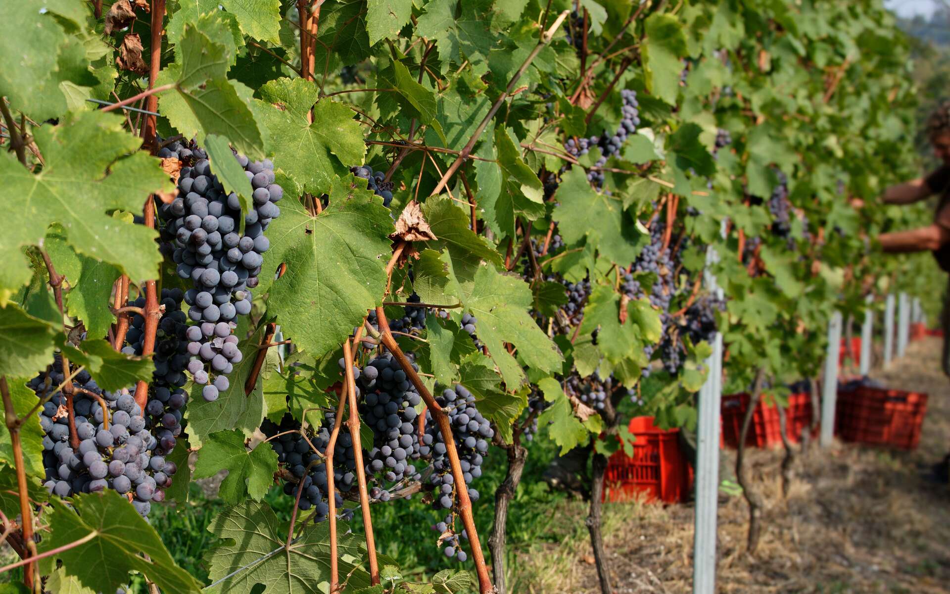 70 % des régions à vin vont devoir arrêter leur production
