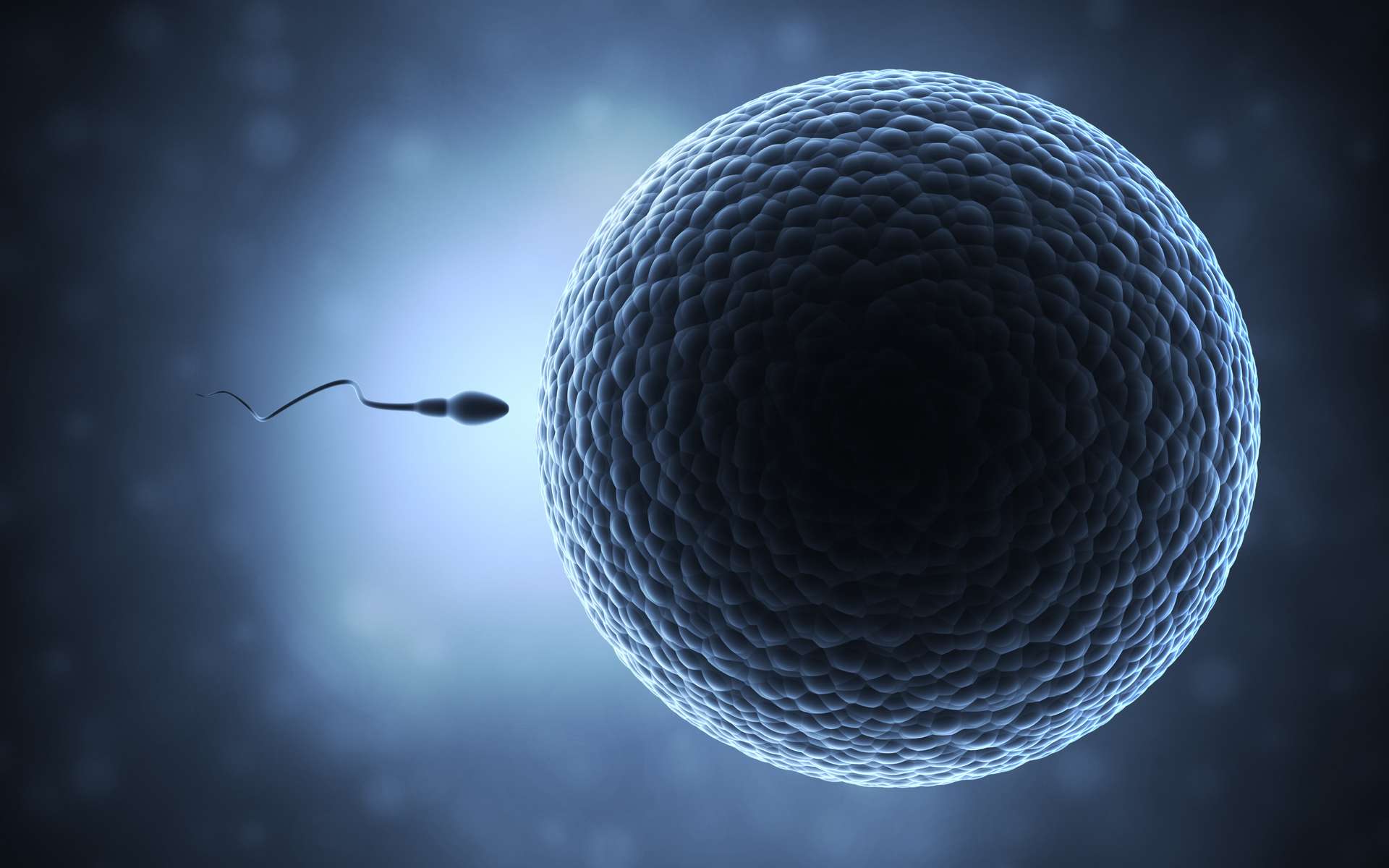 Le déclin du nombre de spermatozoïdes se poursuit « à un rythme accéléré » partout dans le monde