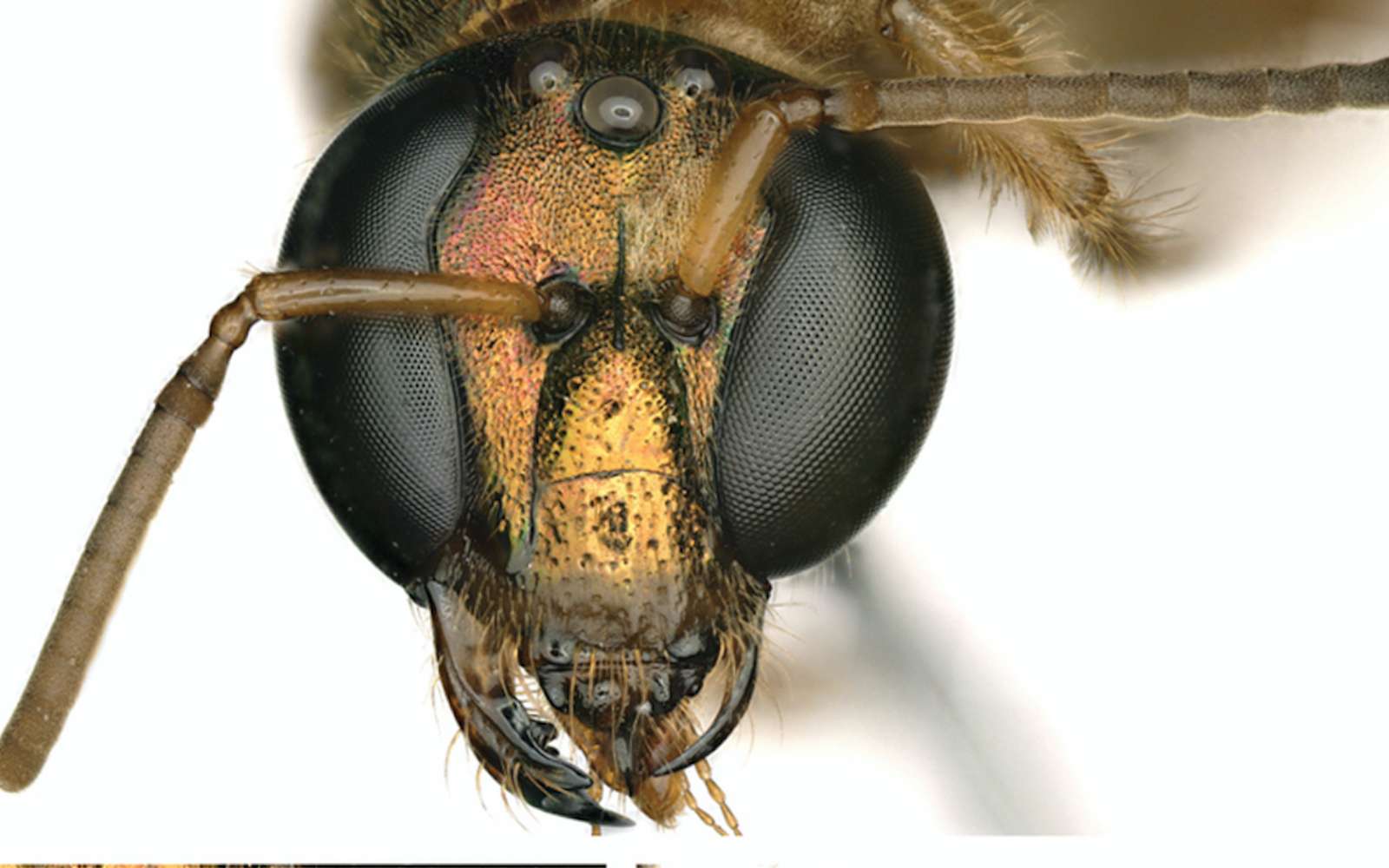 Science décalée : une abeille moitié femelle-moitié mâle