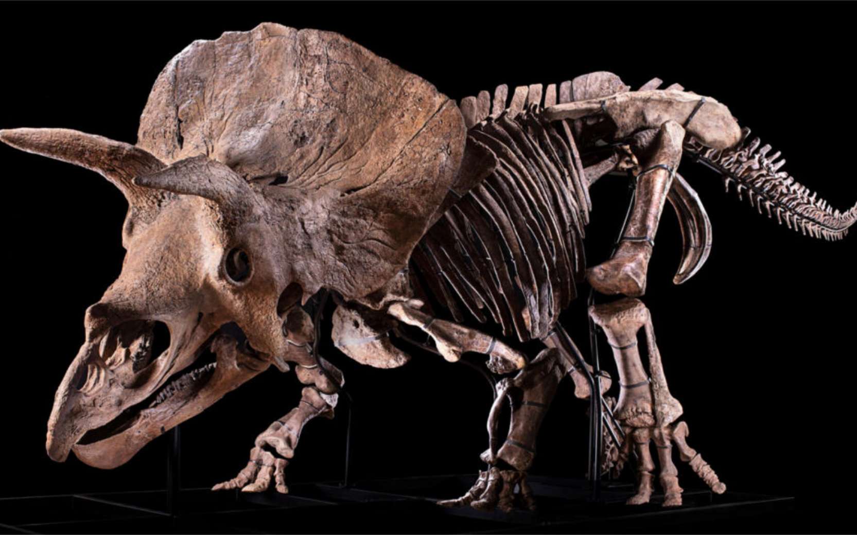 Big John a été découvert en 2014 aux États-Unis et son squelette est le plus grand connu à ce jour parmi les Triceratops. © F. Bacchia/Zoic LLC