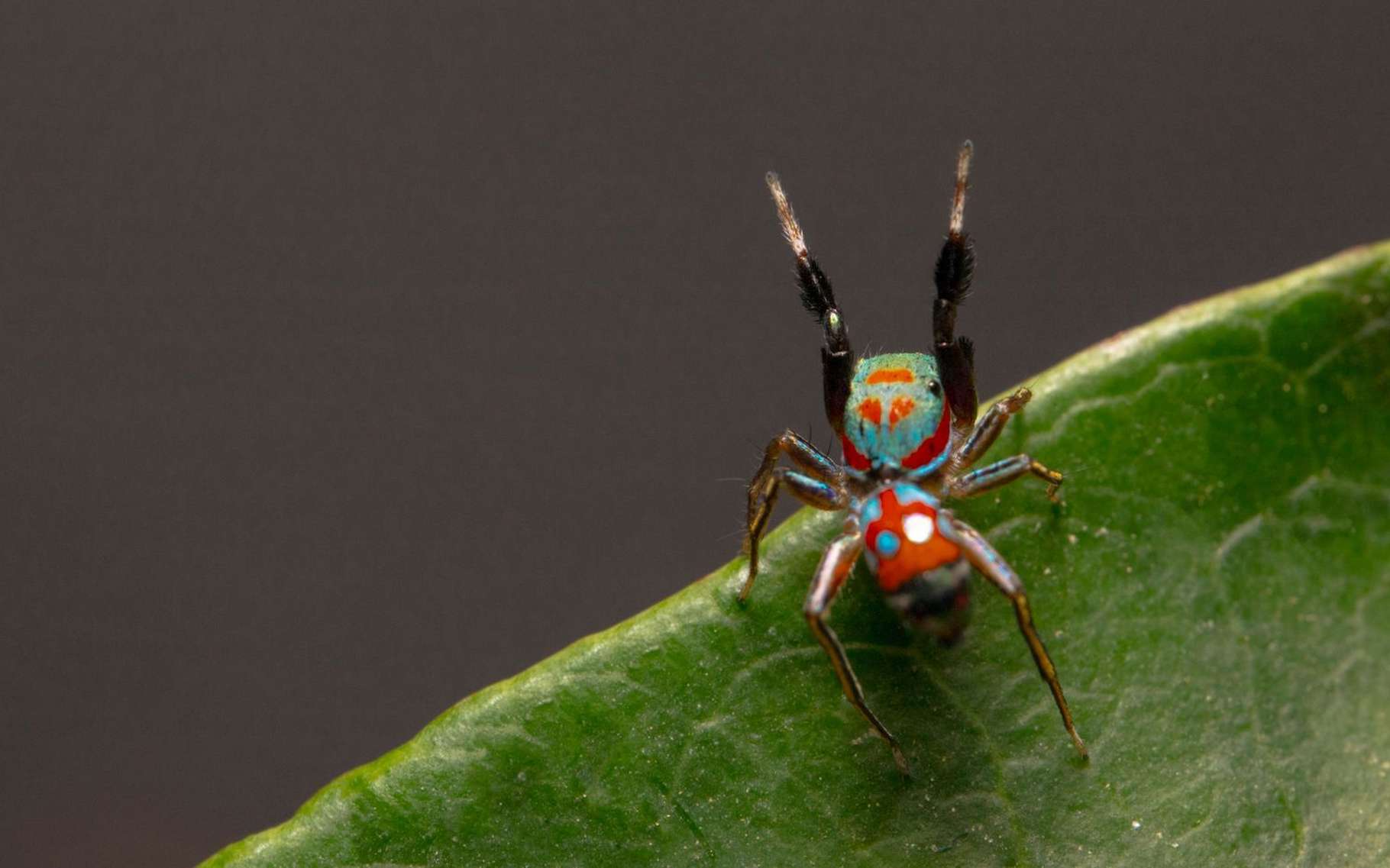 Cette araignée se fait passer tantôt pour une plante, tantôt pour une fourmi !