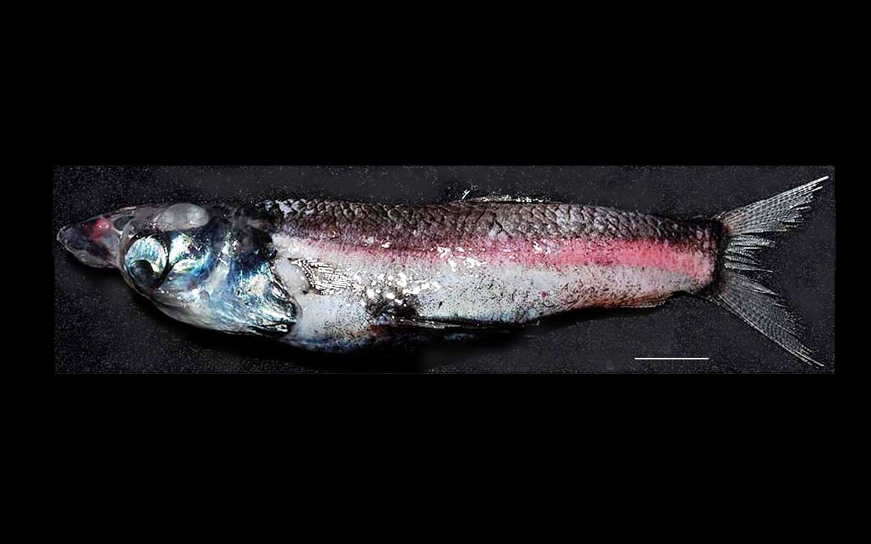 Rhynchohyalus natalensis, le poisson capturé dans la mer de Tasman, mesure 18 cm de long. La barre d'échelle vaut 2 cm. © Partridge et al., Proceedings of the Royal Society B, cc by 3.0