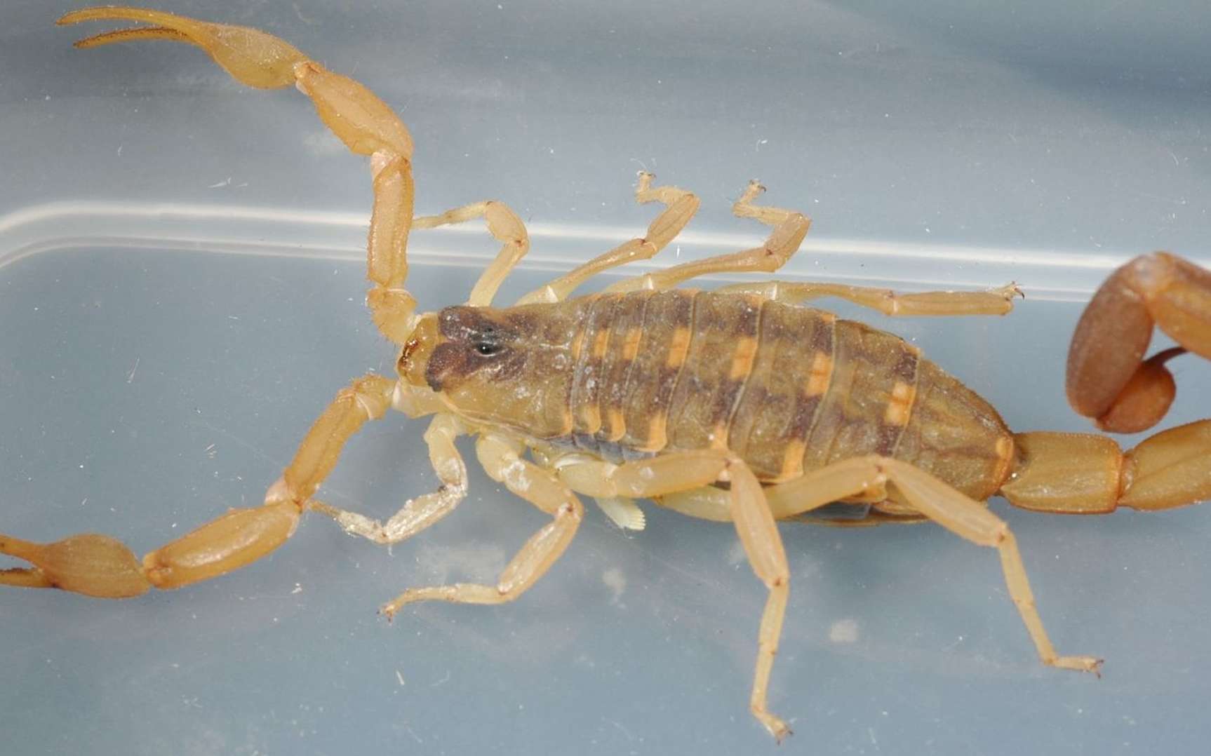 Centruroides vittatus, à l’image, est un scorpion commun dans le sud des États-Unis. © Charles & Clint, Flickr, cc by 2.0