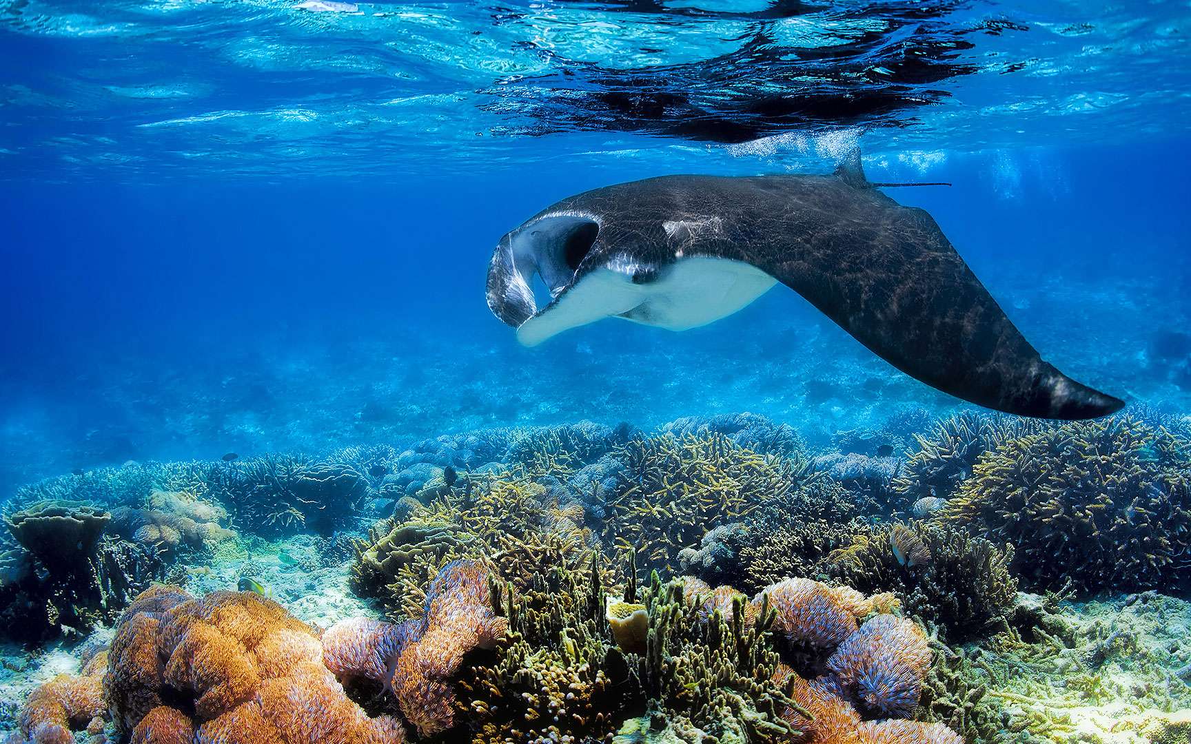 Vidéo Une raie manta sauvée par des plongeurs