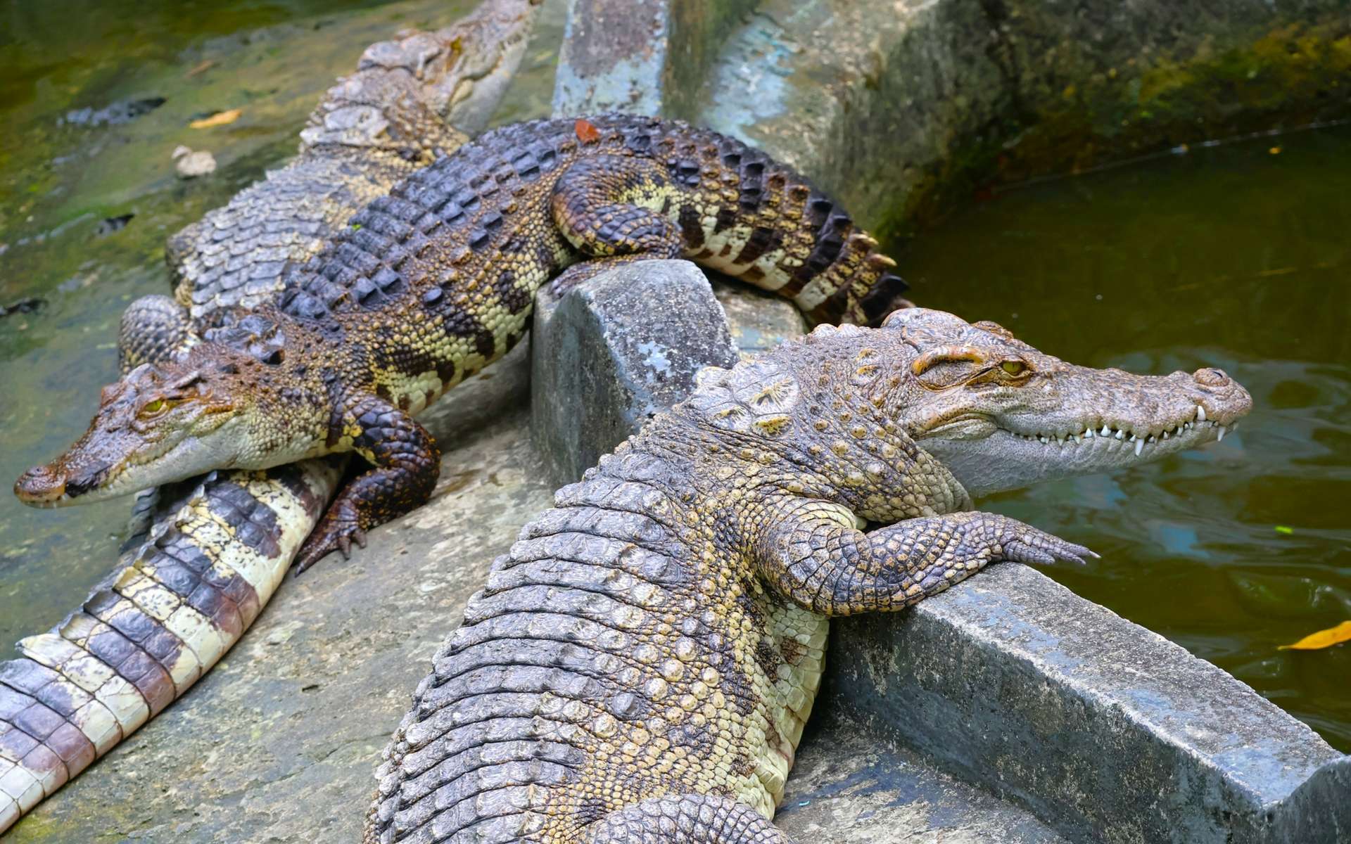 Personne ne l'avait prévu : une centrale nucléaire devient un paradis pour ces crocodiles en voie de disparition !