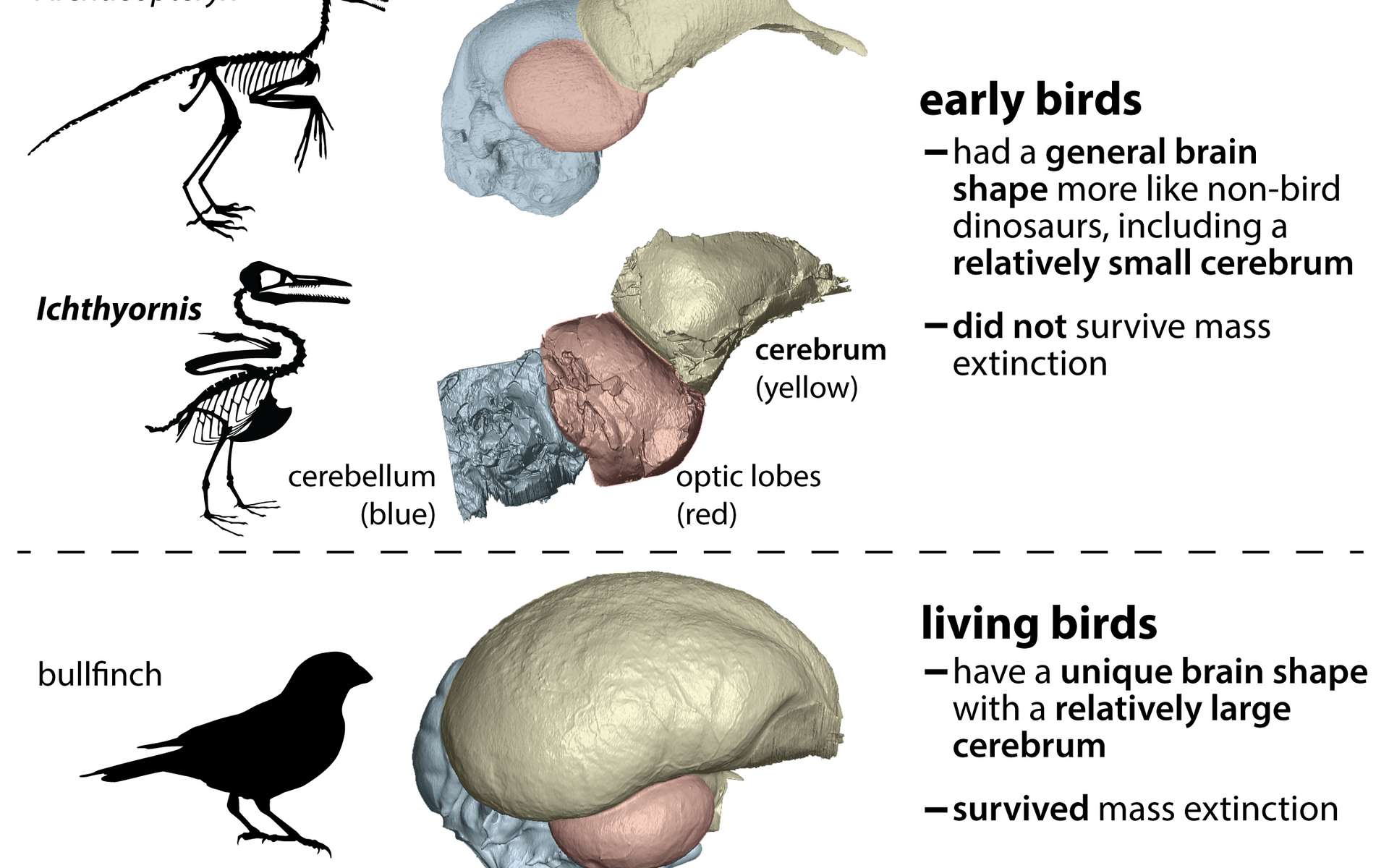 Les oiseaux devraient leur survie à leur cerveau différent de celui des dinosaures