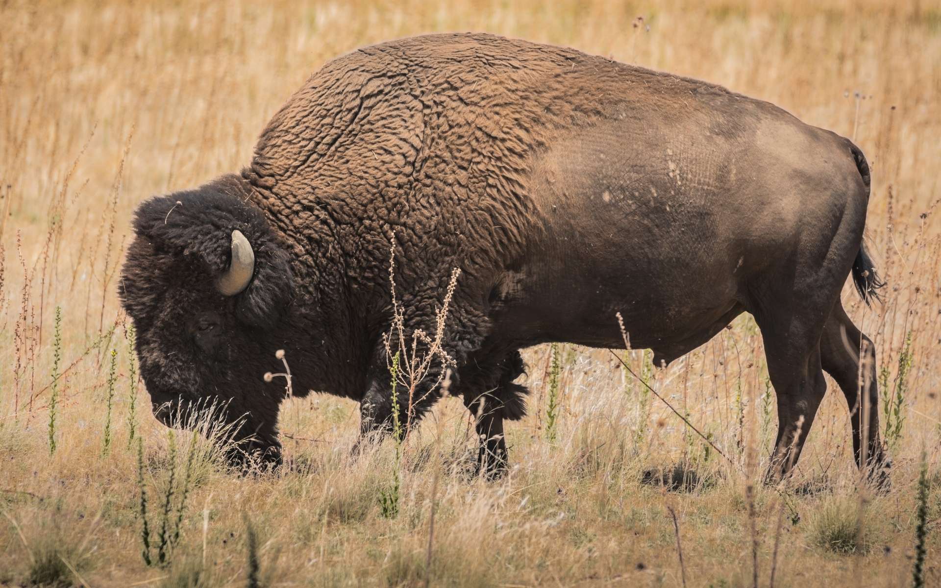 Ce bison est génétiquement proche de ceux qui peuplaient l'Amérique, l'Europe et les steppes russes il y a une vingtaine de milliers d'années. © Andrew Smith, Flickr - Licence Creative Commons (by-nc-sa 2.0)