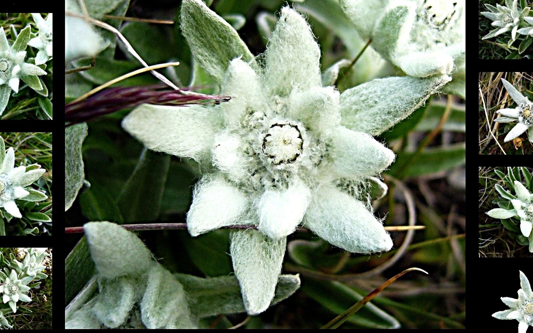 L edelweiss  une fleur des montagnes fascinante Dossier