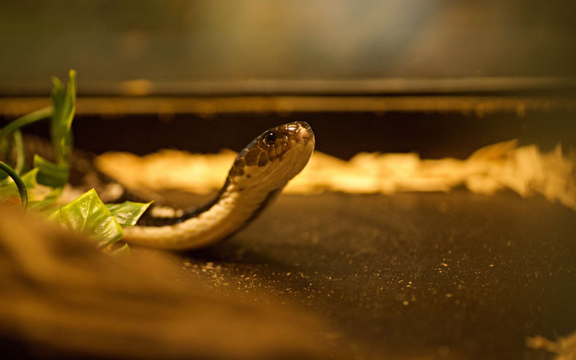que faire si on rencontre un serpent
