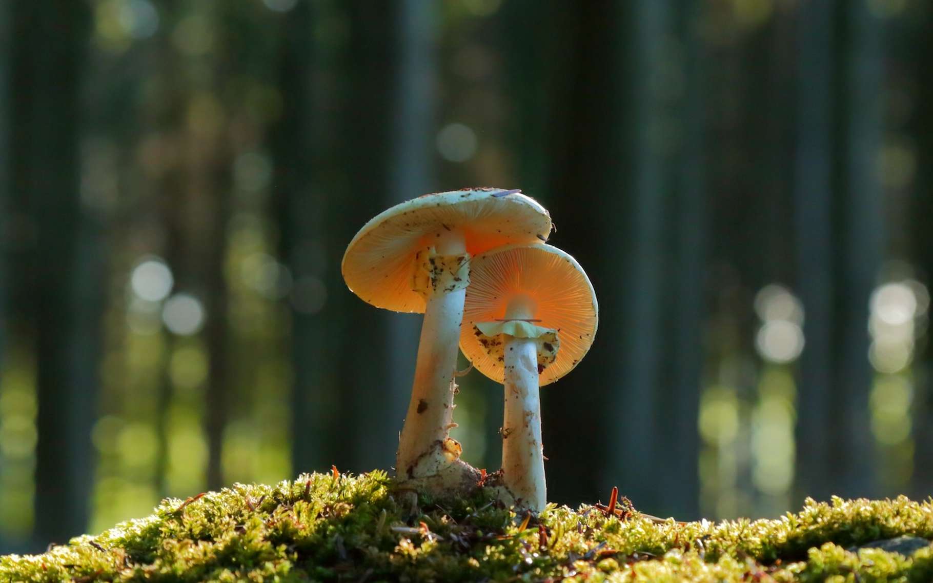 Le réchauffement climatique met en danger la relation symbiotique des arbres avec les champignons