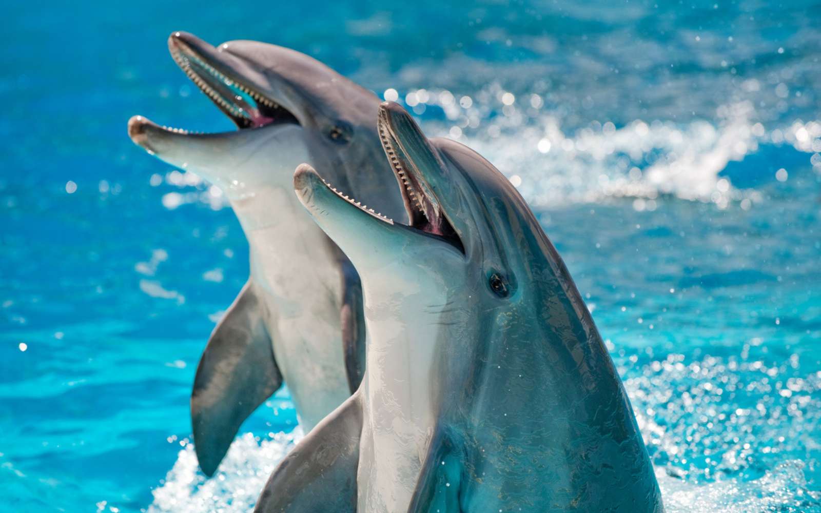 Les dauphins et les orques ont franchi le point de non-retour de l'évolution pour vivre à nouveau sur la terre ferme