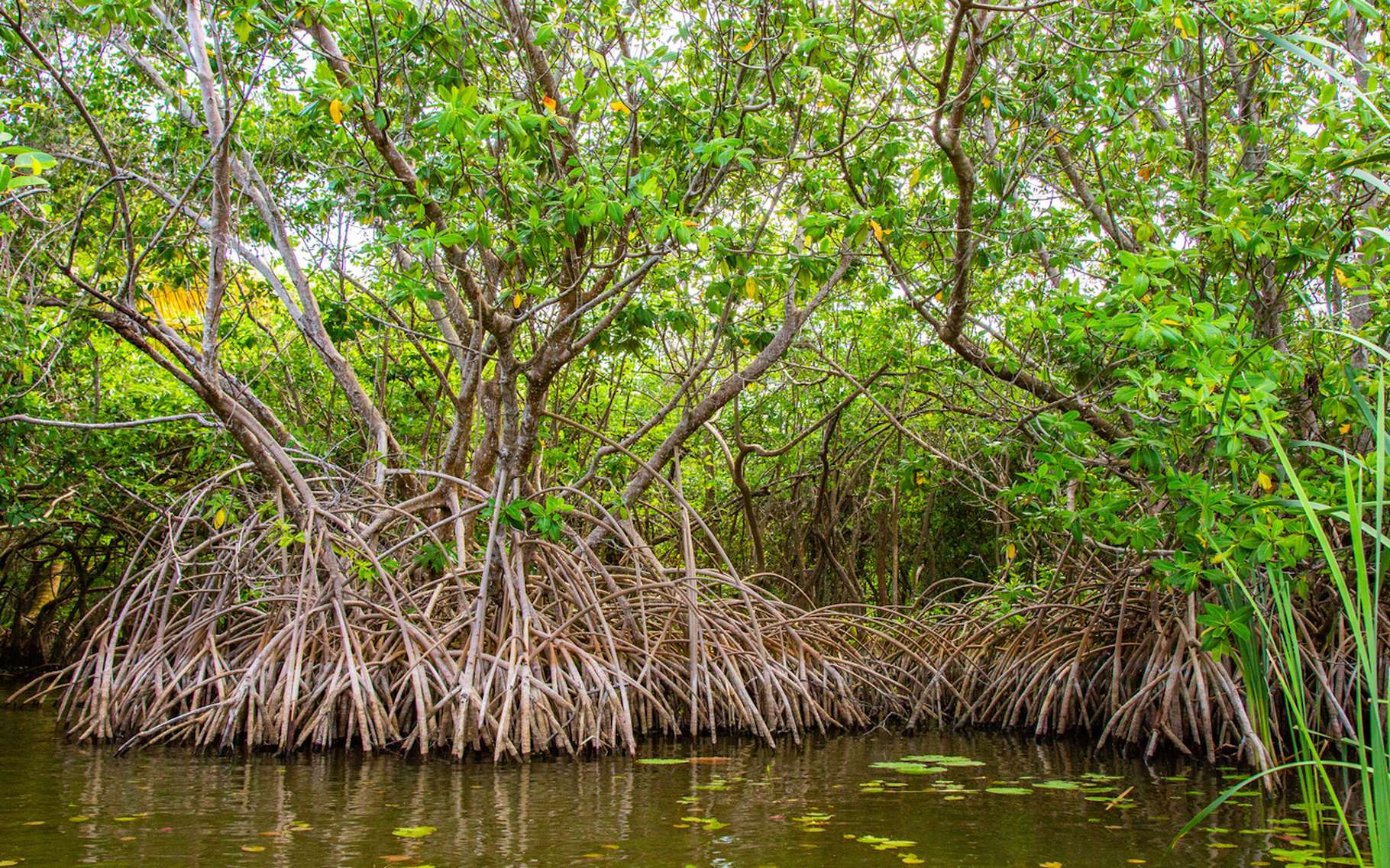 Definition Mangrove Swamps