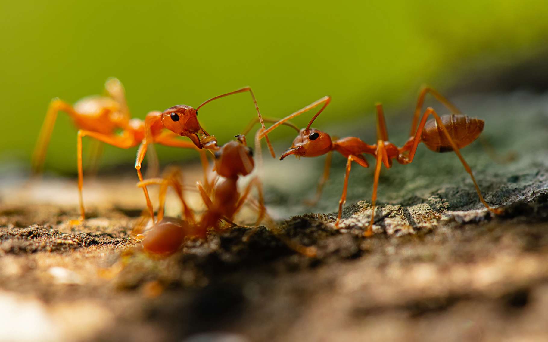 This is how fire ants build a bridge