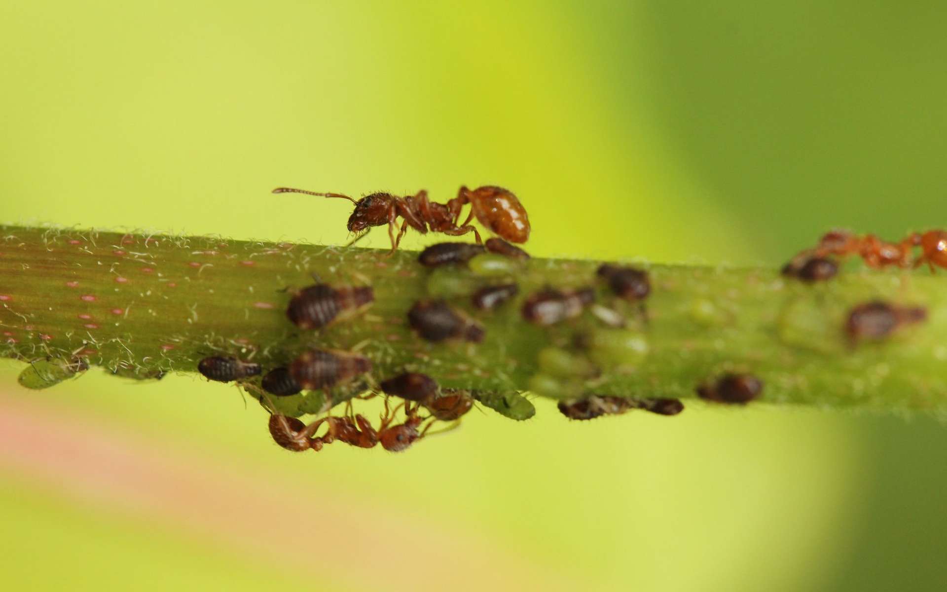 Les pucerons sécrètent du liquide collant appelé miellat dont se servent les fourmis pour se nourrir et les abeilles pour fabriquer du miel. © Adam Khalife, Flickr