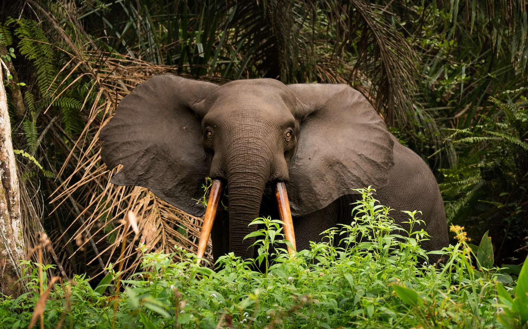 Comment les éléphants peuvent nous aider à limiter le réchauffement climatique