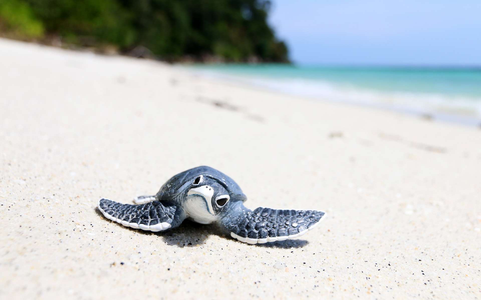 99 % des tortues de mer naissent femelles en Floride et ce n'est pas bon signe
